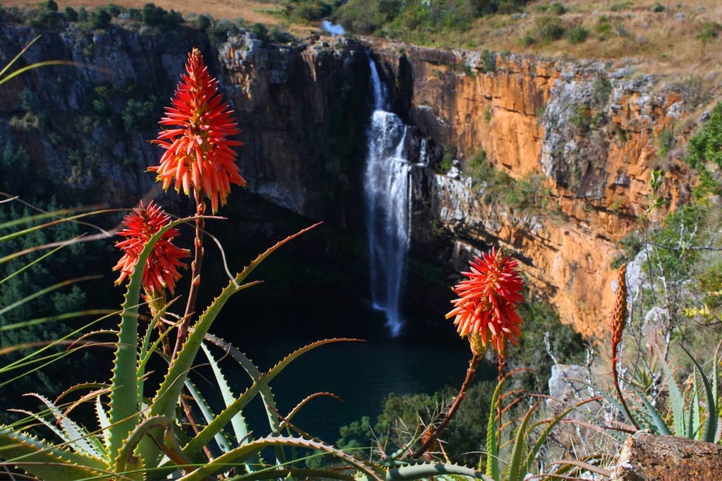 Nahaufnahme roter Blüten vor Wasserfall und Schlucht in sonnigem Tageslicht