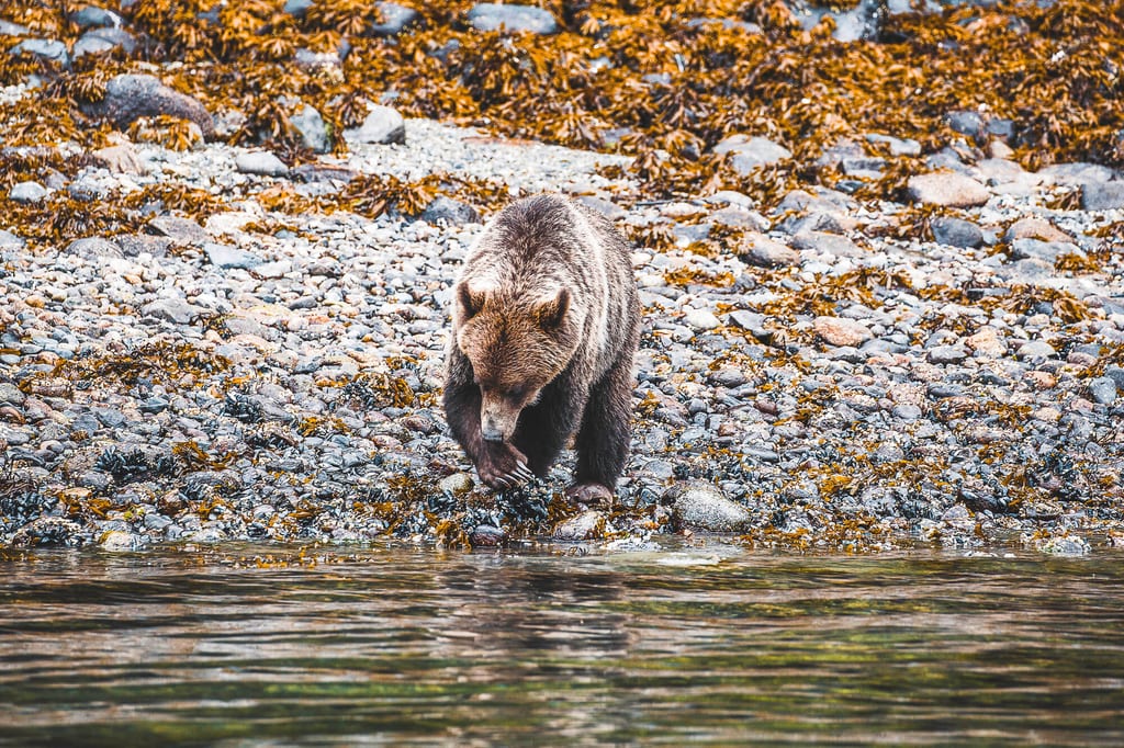Ein einzelner Bär am steinigen Ufer sucht im Tang nach Nahrung, frontale Aufnahme bei gedämpftem Tageslicht.