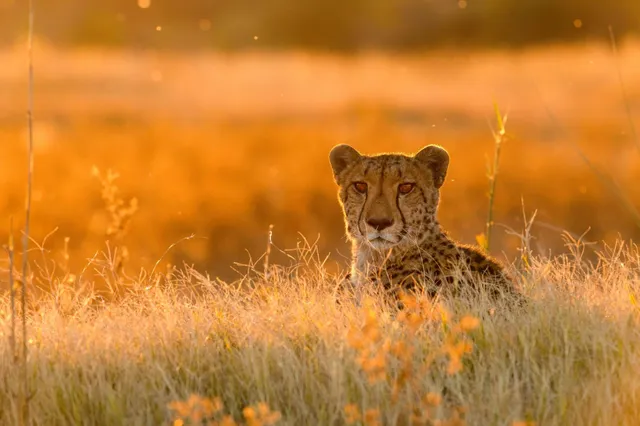 Raubkatze liegt im hohen Gras und blickt aufmerksam im goldenen Licht der tiefstehenden Sonne.