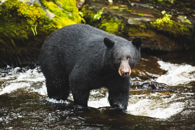 Schwarzbär steht im flachen Bach vor moosbewachsenem Ufer, Blick zur Kamera.
