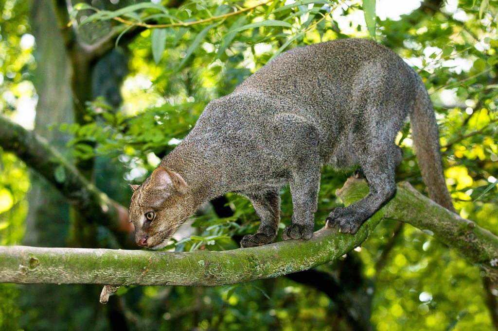 Jaguarundi läuft seitlich auf einem moosigen Ast im dichten grünen Laub.