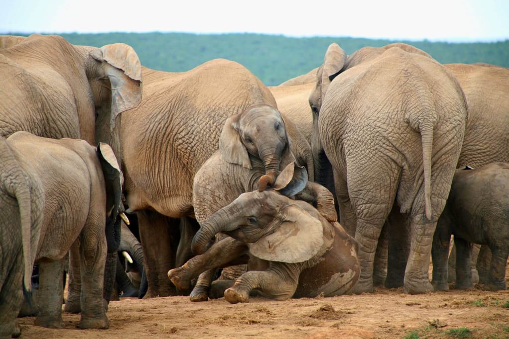 Herde von Elefanten mit zwei jungen Tieren, die in der Mitte liegen und spielen.