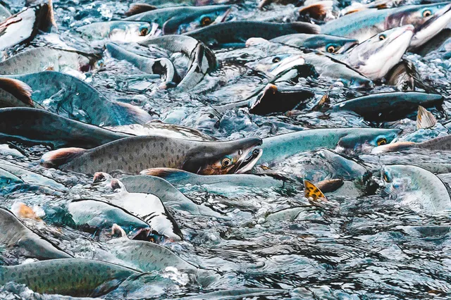 Nahaufnahme vieler gedrängter Fische im fließenden Wasser, dicht an dicht, dynamische Bewegung.