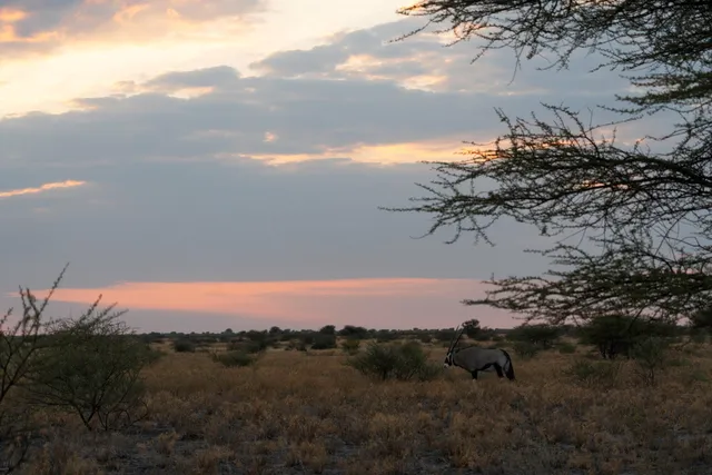 Einzelne Antilope grast in trockener Savanne bei pastellfarbenem Sonnenuntergang.