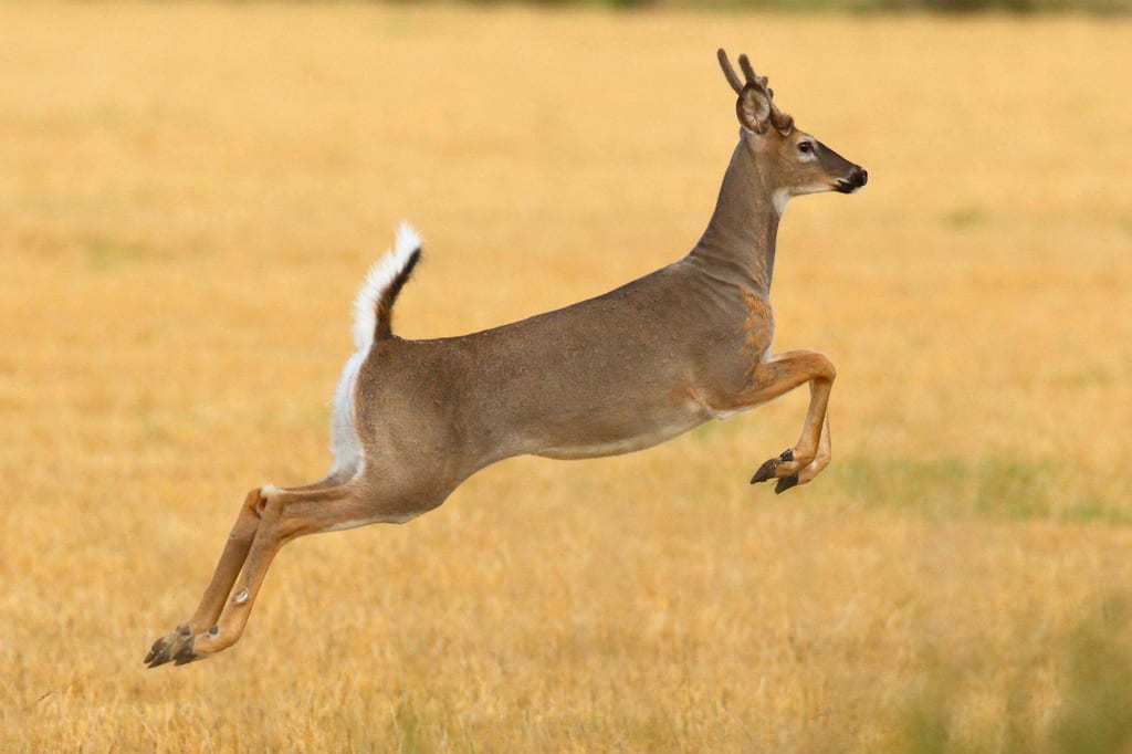 Weißwedelhirsch im Sprung über trockenes Feld, seitliche Aufnahme im warmen Abendlicht.
