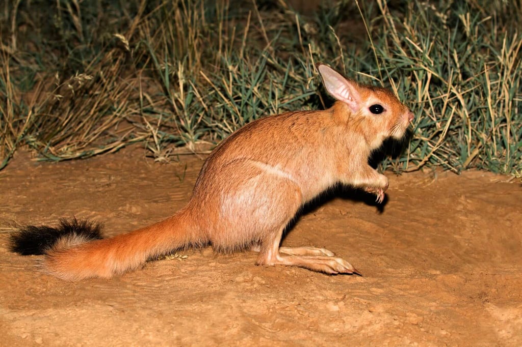 Südafrikanische Springhasen im Profil auf sandigem Boden am Grashang bei Nacht.