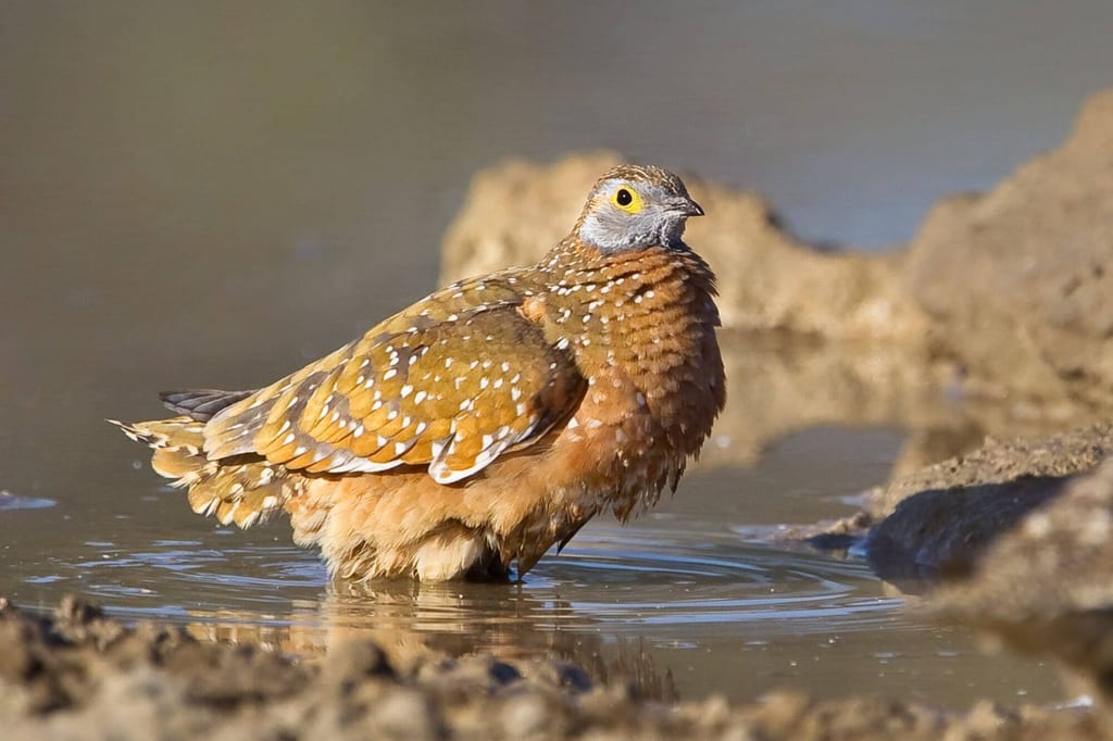 Ein Fleckenflughuhn steht im flachen Wasser und ist in warmem Seitenlicht als Nahaufnahme zu sehen.