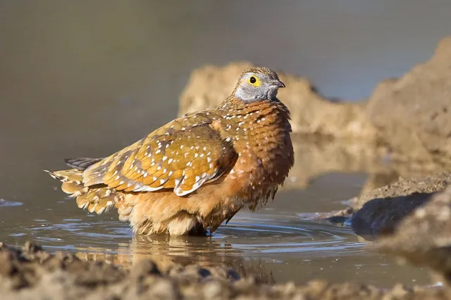 Ein Fleckenflughuhn steht im flachen Wasser und ist in warmem Seitenlicht als Nahaufnahme zu sehen.