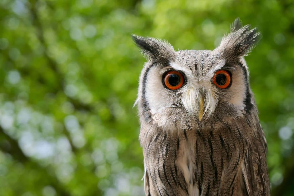 Porträt einer Südbüscheleule mit leuchtend orange Augen vor grünem Laub.