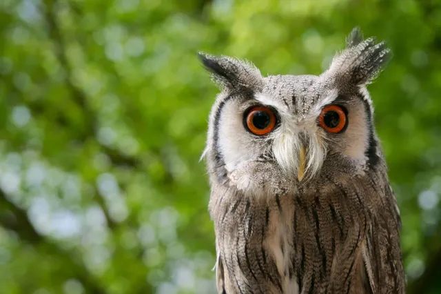 Porträt einer Südbüscheleule mit leuchtend orange Augen vor grünem Laub.