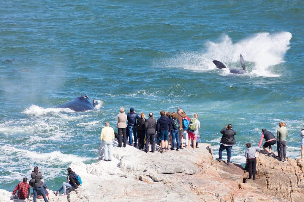 Menschen auf Klippen beobachten zwei Wale, einer bläst Wasser, der andere schlägt mit der Schwanzflosse.