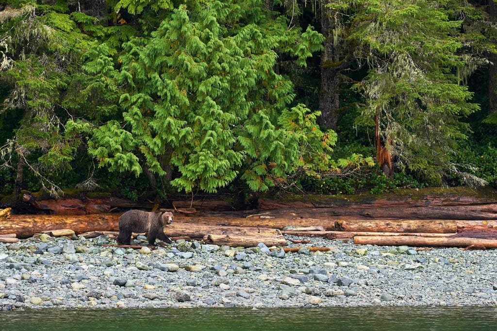 Ein Grizzlybär am Ufer auf der Suche nach Nahrung