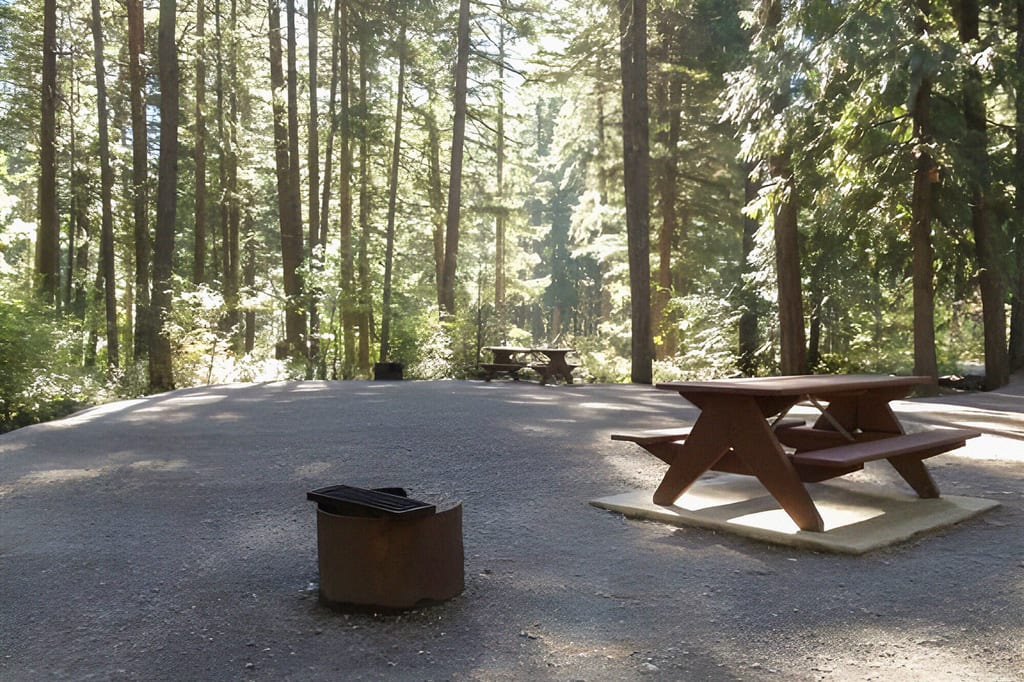 Picknickplatz mit Holztisch und Feuerstelle in sonnenbeschienenem Nadelwald, ruhige Stimmung.