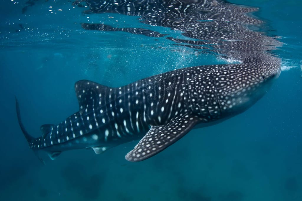Seitliche Nahaufnahme eines ruhigen Walhais unter der Wasseroberfläche im klaren blauen Meer.