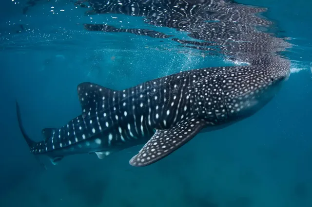Seitliche Nahaufnahme eines ruhigen Walhais unter der Wasseroberfläche im klaren blauen Meer.