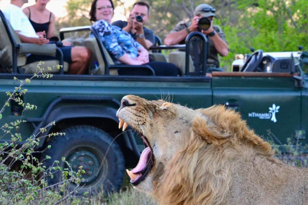Nahaufnahme einer gähnenden Raubkatze vor einem Safari-Fahrzeug mit fotografierenden Touristen