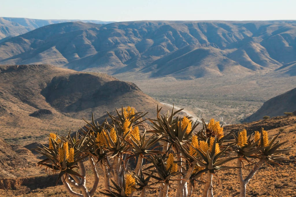 Sukkulente Pflanzen mit gelben Blüten vor weitem, trockenem Bergtal im warmen Spätnachmittagslicht.