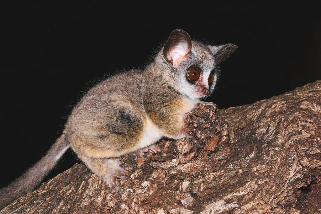 Moholi-Galago sitzt nachts auf einem Baumstamm, Seitenansicht mit großen Augen und Blitzlichtbeleuchtung.