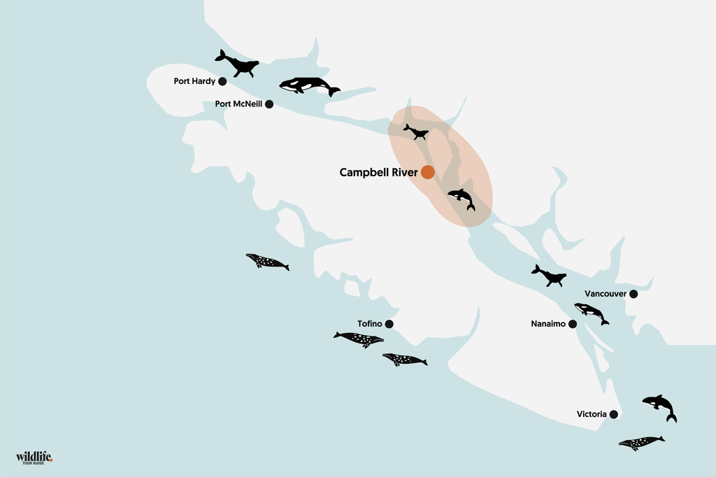 Whale Watching vor Campbell River