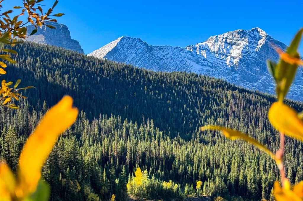Schneebedeckte Gipfel über dichtem Nadelwald, Herbstblätter im Vordergrund vor blauem Himmel