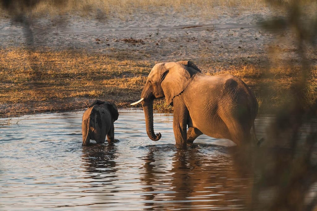 Elefanten trinken in der Trockenzeit an den verbliebenen Wasserstellen im Caprivi