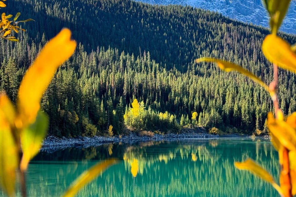 Türkisfarbener Bergsee mit Nadelwald und herbstlich gelben Blättern im Vordergrund.