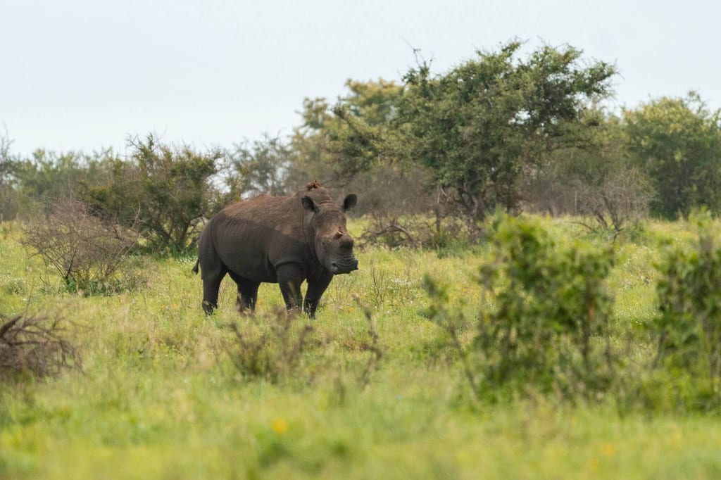 Ein einzelnes Nashorn steht in grüner Graslandschaft unter bedecktem Himmel.