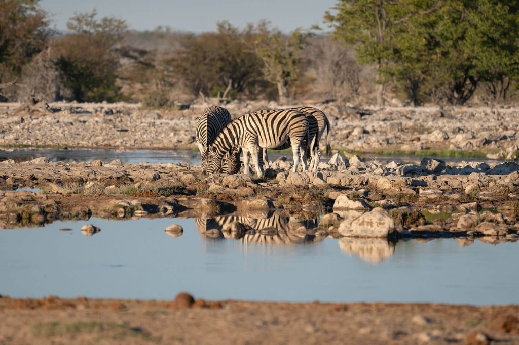 Zwei pferdeartige Tiere grasen am Wasserloch, ihr Spiegelbild im ruhigen Wasser