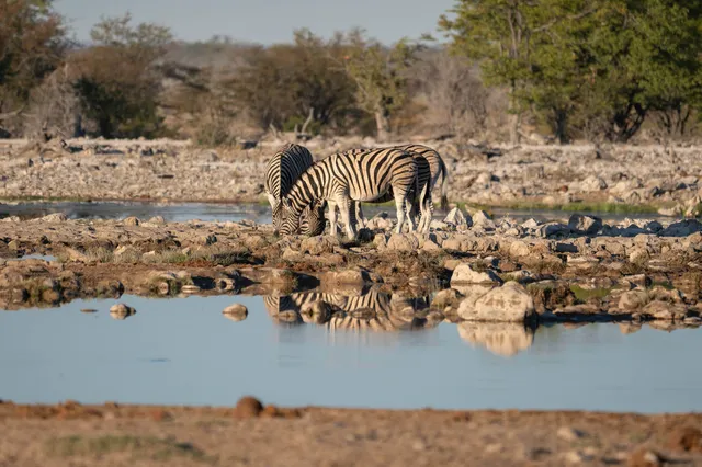 Zwei pferdeartige Tiere grasen am Wasserloch, ihr Spiegelbild im ruhigen Wasser