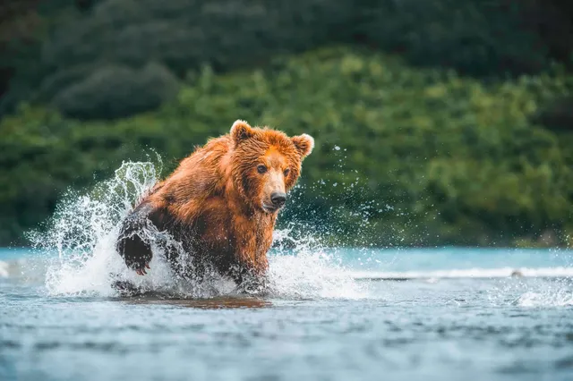 Grizzlybär läuft frontal durch flaches Wasser und wirbelt Spritzwasser auf.