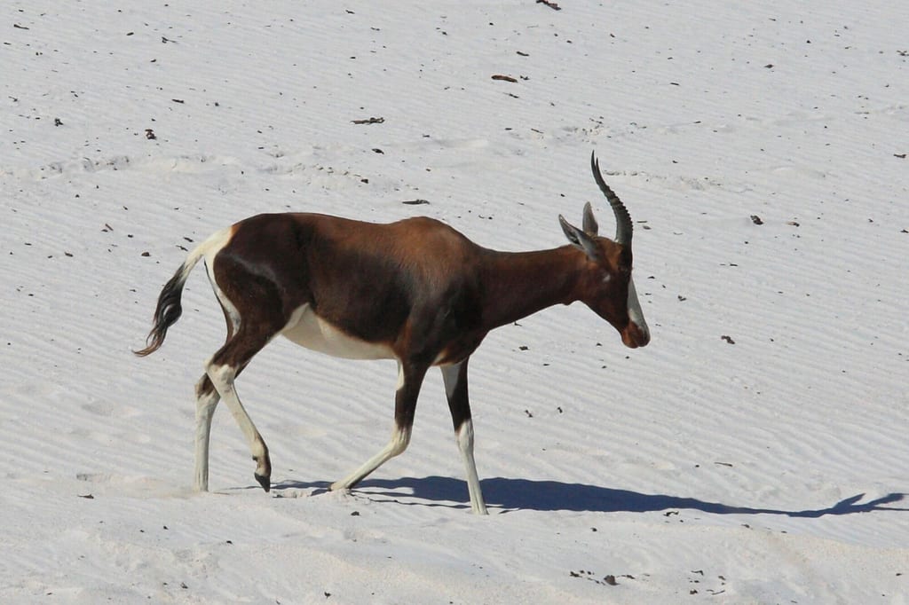 Einzelne Antilope geht über weiße Sanddüne im hellen Tageslicht, Profilaufnahme mit Schatten.