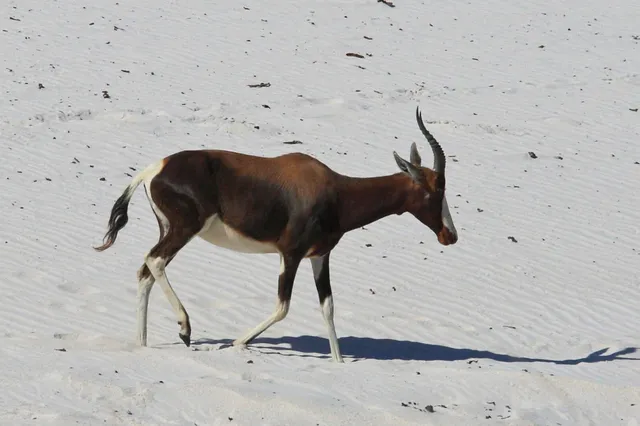 Einzelne Antilope geht über weiße Sanddüne im hellen Tageslicht, Profilaufnahme mit Schatten.