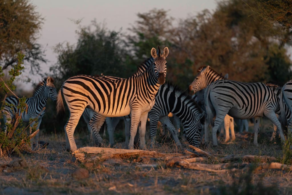 Zebraherde im warmen Abendlicht in Makgadikgadi Pans Nationalpark, Botswana.