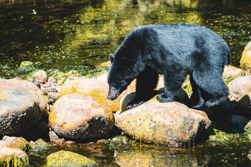 Ein Schwarzbär sucht an der Küste zwischen den Steinen nach Nahrung