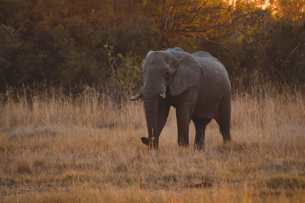 Ein Elefant steht im trockenen Grasland bei warmem Abendlicht in Seitenansicht.