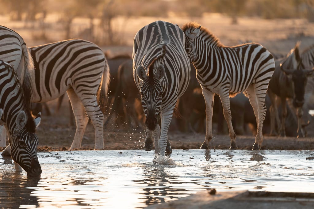 Mehrere pferdeartige Huftiere trinken am Wasserloch im warmen Abendlicht.
