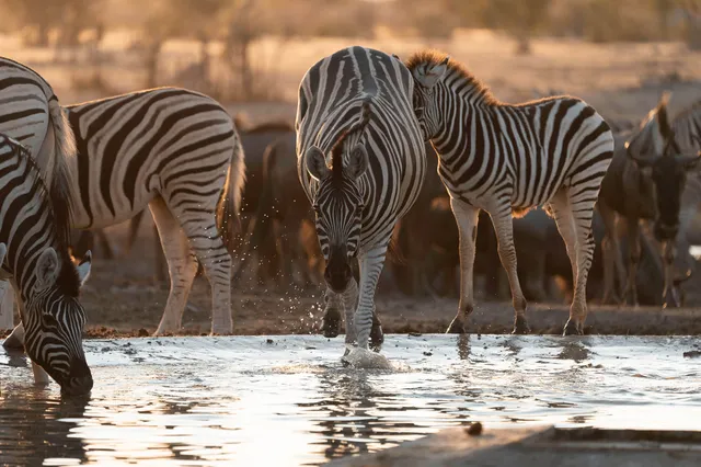 Mehrere pferdeartige Huftiere trinken am Wasserloch im warmen Abendlicht.