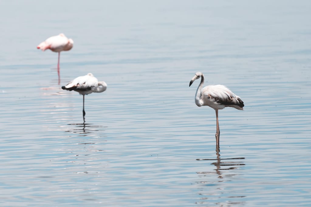 Flamingos stehen im Wasser