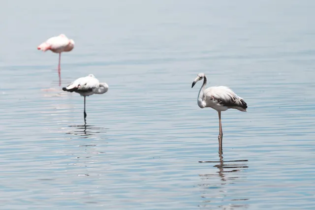Flamingos stehen im Wasser