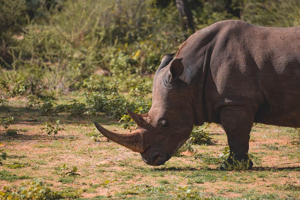 Ein Breitmaulnashorn steht in der Savanne