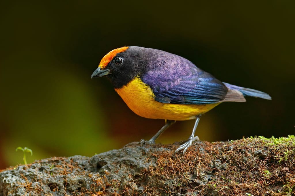 Seitliches Portrait eines bunten Larvenwaldsängers auf moosigem Felsen bei warmem Tageslicht.