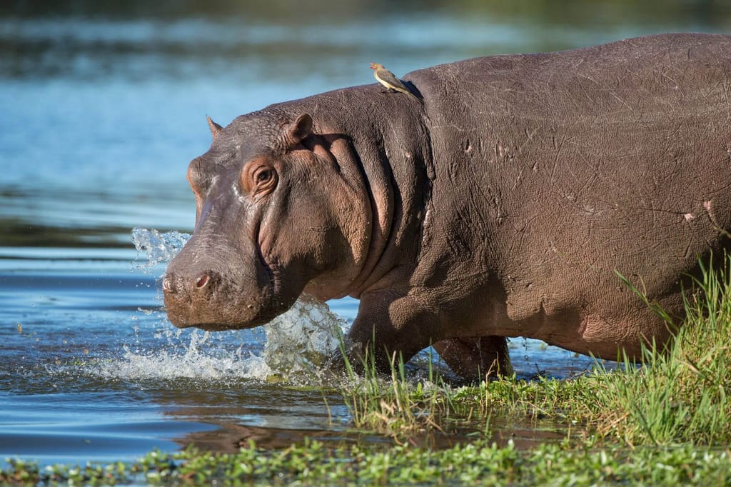 Flusspferd watet aus dem Wasser ans Ufer, ein kleiner Vogel sitzt auf seinem Rücken.