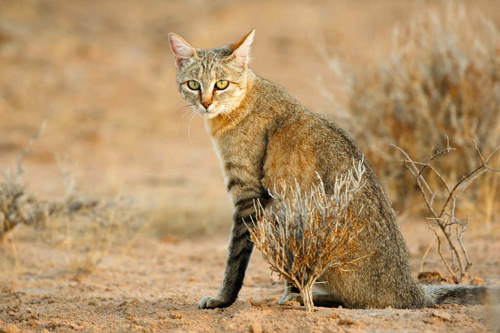 Afrikanische Wildkatze sitzt in trockener Steppe und blickt zur Kamera im warmen Abendlicht.