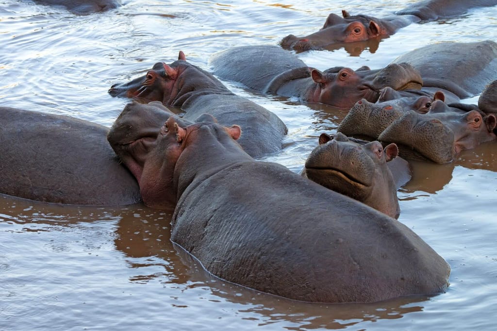 Mehrere Flusspferde liegen dicht gedrängt im flachen Wasser, Nahaufnahme aus Augenhöhe.