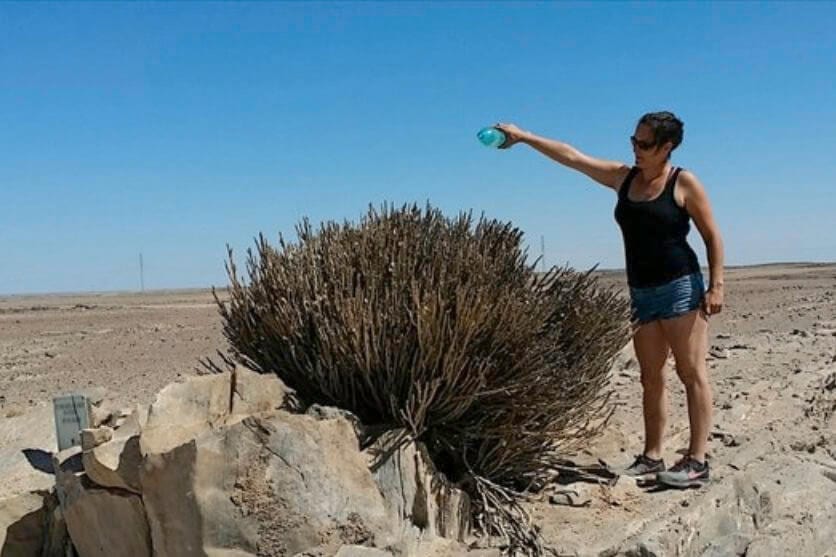 Person gießt Strauch mit Wasserflasche in karger, sonniger Wüstenlandschaft