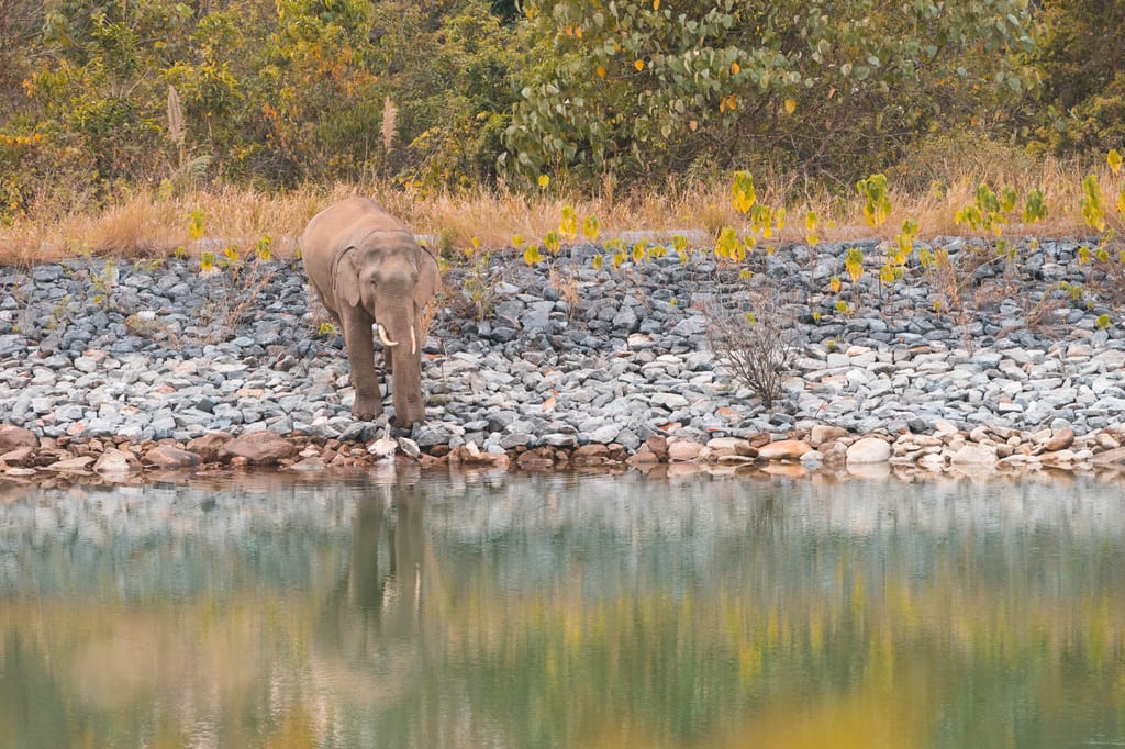 Asiatischer Elefant am Wasser