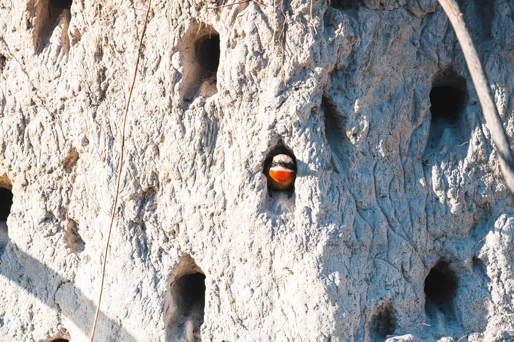Kleiner Vogel mit orangeroter Brust blickt aus einer Brutröhre in einer lehmigen Wand.