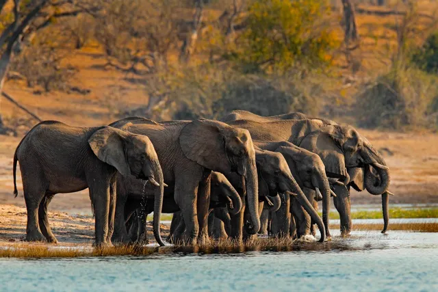 Sieben Elefanten stehen am Ufer und trinken aus einem Fluss im warmen Abendlicht.