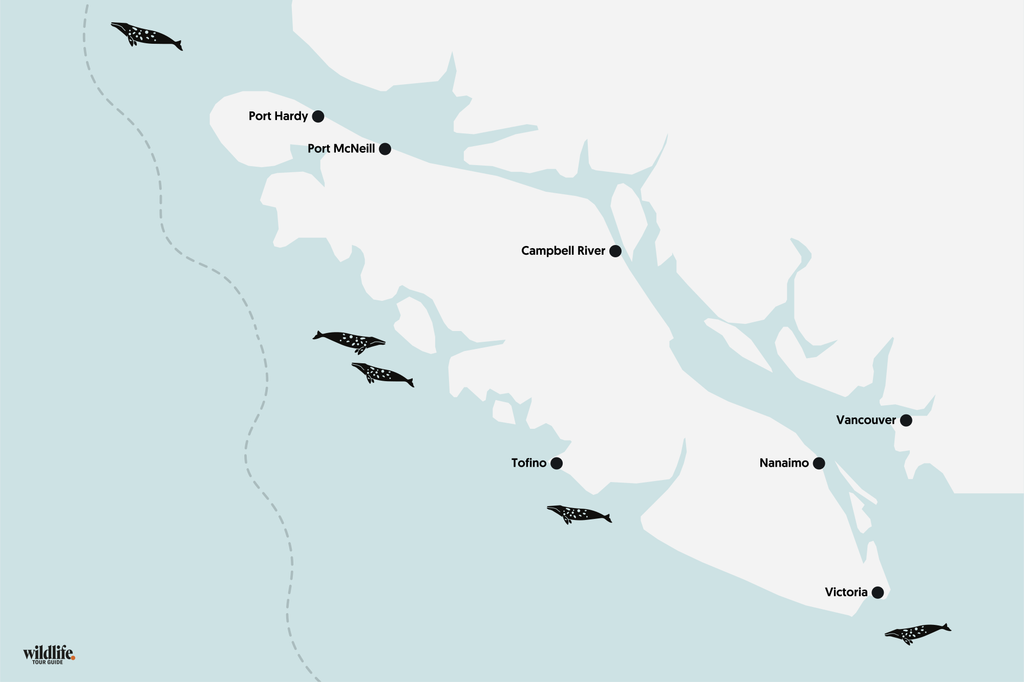 Grauwale vor Vancouver Island auf Karte