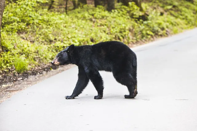 Schwarzer Bär läuft seitlich über eine Straße am Waldrand bei Tageslicht.